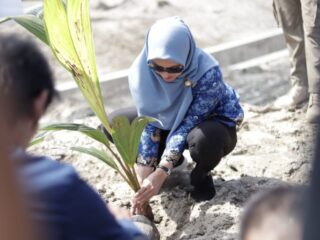 Bupati Indah Putri Indriani Menanam Sejumlah Pohon Di Bakti sosial HUT Ke-36 Perhiptani Kabupaten Luwu Utara
