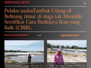 Pelaku Usaha Tambak Udang di Belitung timur Diduga tak Memiliki Sertifikat Cara Budidaya Ikan yang Baik (CBIB).