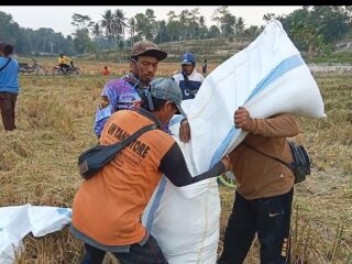 Hasil Panen Berkurang Harga Gabah dan Beras Melonjak di Lampung Selatan