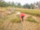 Akibat Kekeringan Ratusan Hektar Tanaman Padi di Lamsel Untuk Pakan Ternak
