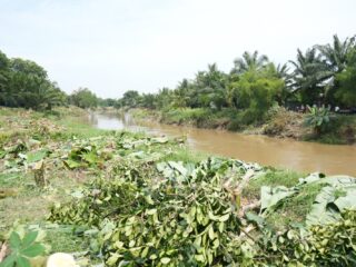 Petugas Gabungan Bersihkan Lereng Sungai Deli Dijalan Ileng Sepanjang 400 Meter