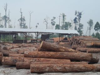Kegiatan Illegal Logging Ternyata Masih Merajalela Di Desa bajuh Kecamatan Kapuas Tengah