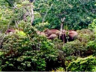 Geger Dengan Adanya Segerobolan Gajah-Gajah Liar Yang Merusak Perkebunan Warga