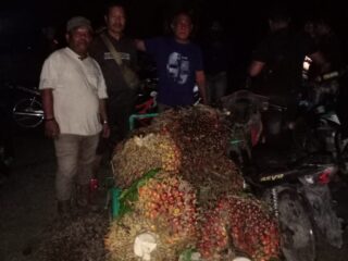 Tiga Pelaku Pencuri Kelapa Sawit Milik PTPN IV Regional l Kebun Gunung Pamela Ditangkap Tim Pam
