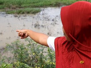Warga Sragi Lampung Selatan di Larikan Ke Puskesmas Akibat Serangan Buaya