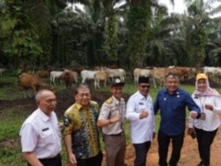 Gubernur Kalsel Berusaha Wujudkan Swasembada Daging Lewat Program Siska Ku Intip