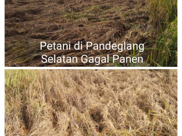 Diserang Hama Wereng Petani di Kabupaten Pandeglang Selatan Gagal Panen