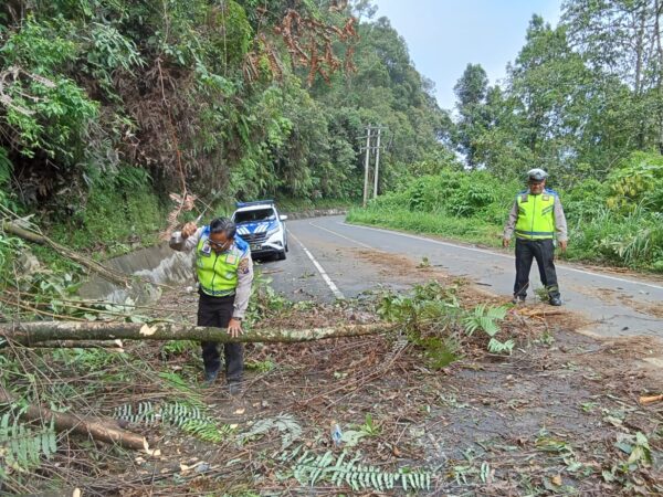 Pohon Tumbang Melintang di Jalan, Sat Lantas Polres Pakpak Bharat Gerak Cepat Evakuasi
