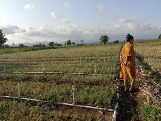 Hamparan Tanaman Bawang Merah Gagal Panen di Jeneponto, Kerugian Petani di Tafsir Puluhan Juta