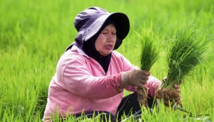Subsidi Benih Padi Dorong Peningkatan Produktivitas Petani dan Ketahanan Pangan